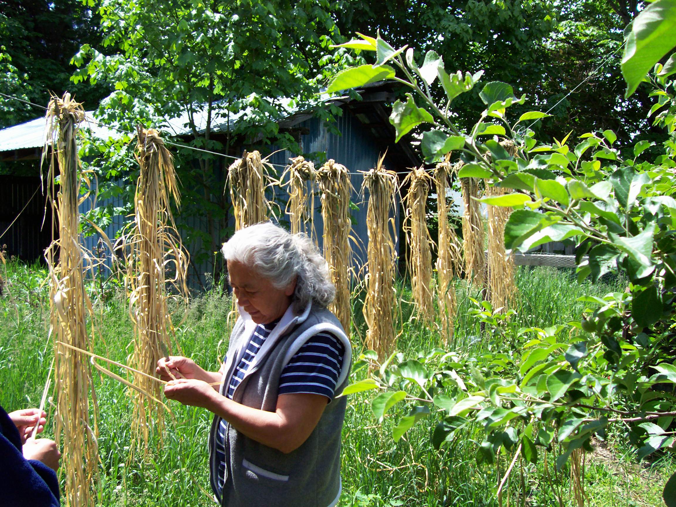 Vera Edmonds drying split roots